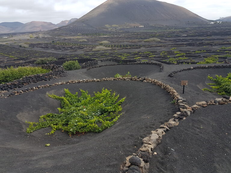 Domaine viticole Lanzarote